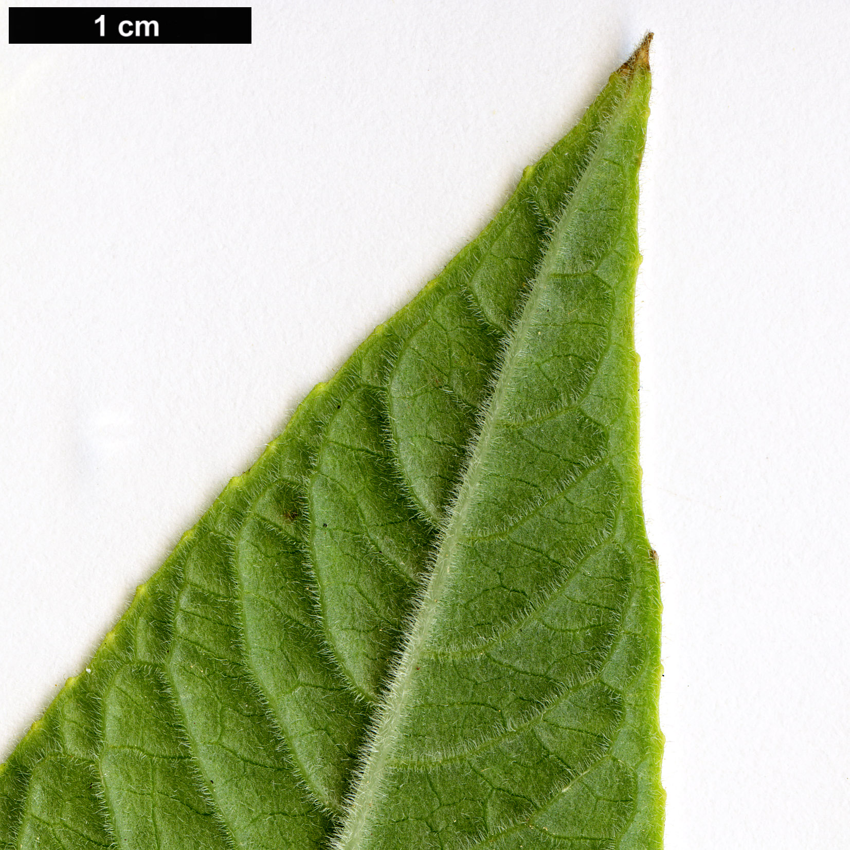 High resolution image: Family: Onagraceae - Genus: Fuchsia - Taxon: boliviana - SpeciesSub: var. boliviana